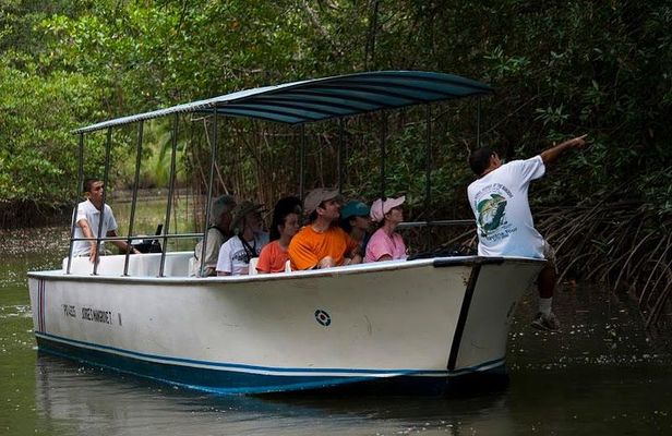 Damas Mangroove Boat Tour from Manuel Antonio