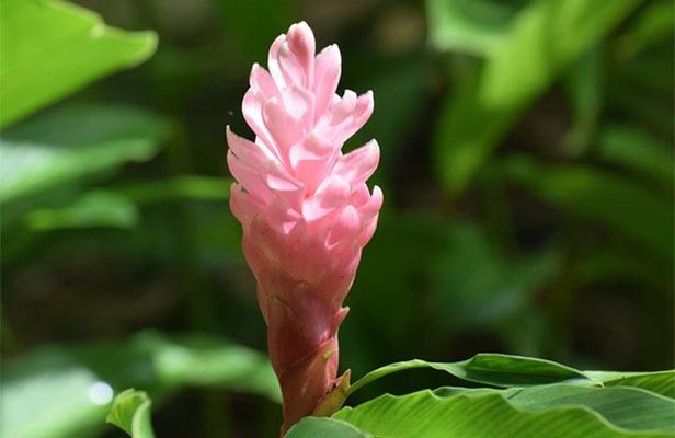 Half-Day Barbados Tour Harrisons Cave Hunte's Garden and Bathsheba