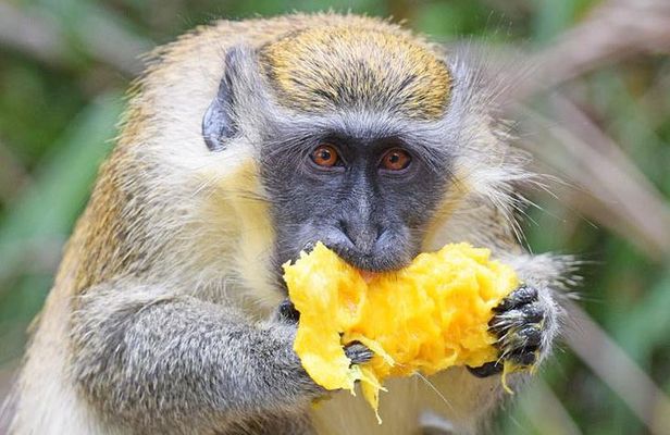 Barbados Shore Excursion: Wildlife Encounter and Beach Day