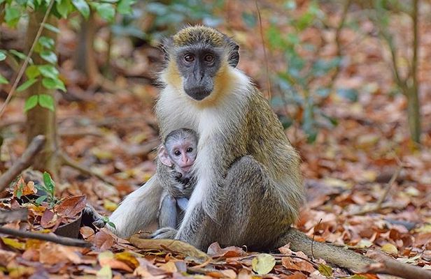 Barbados Small-Group Monkey Feeding Experience 