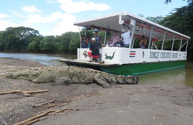 Jungle Crocodile Safari and Bird Watching tour/Tarcoles River CR