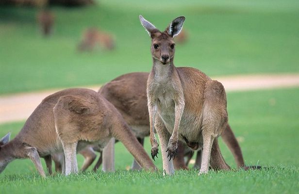 Half-Day Yanchep National Park & Crystal Cave