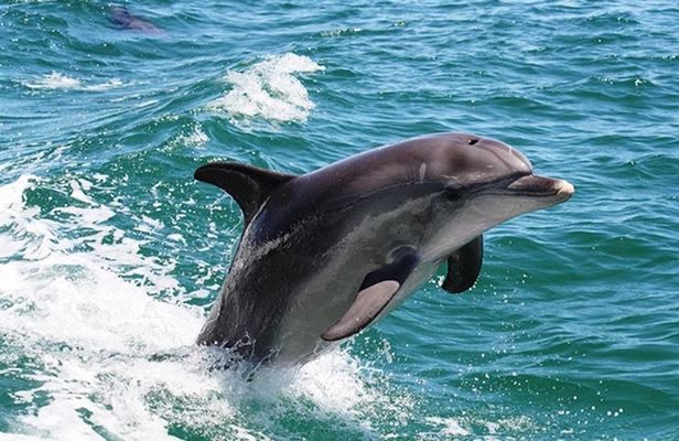 Half-Day Mandurah Canals & Dolphin Watch Tour