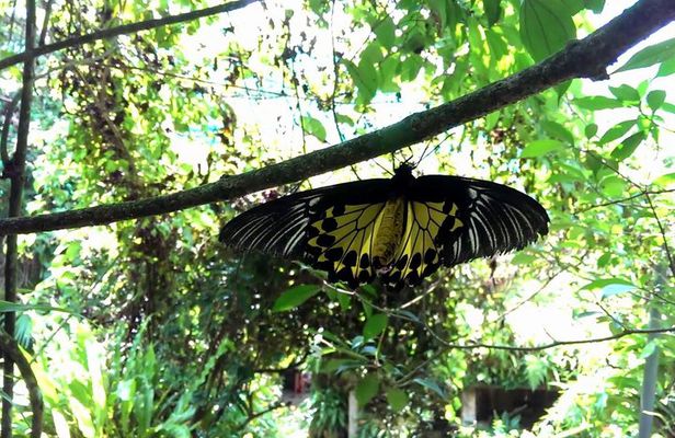 KL Butterfly Park Admission with Kuala Lumpur Famous Landmarks