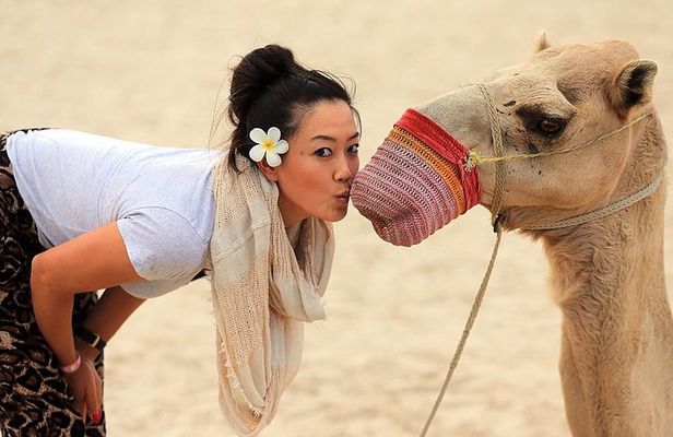 Explore The Sunset or Sunrise at Giza Pyramids By Camel and Horse Riding