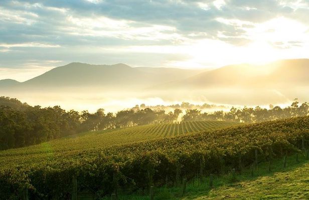 Private Yarra Valley Tour