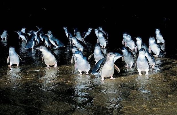 Private Phillip Island Penguin Parade Tour