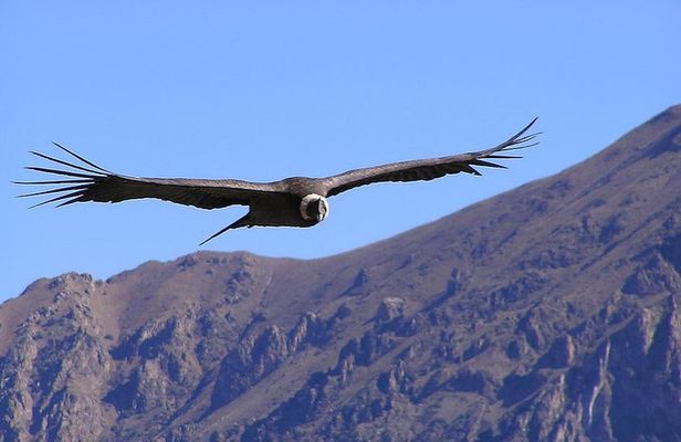 Condor Tour from Cusco - 1 Day