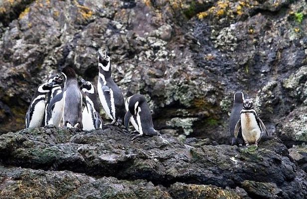 Chiloe Island - Puñihuil Tour