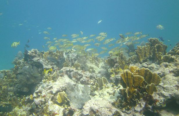 Try Scuba Diving with Professional Scuba Instructor