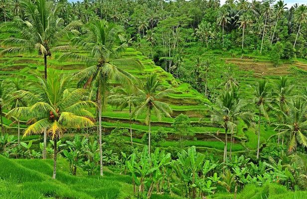 Full Day Surface of Ubud Private Tour