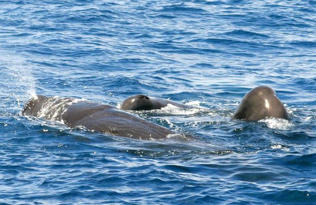 Whale and Dolphin Watching Cruise in St Lucia