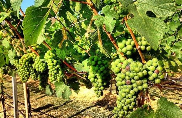 Khao Yai Winery - Vineyard Tours & Animal Lover with Horse Farm