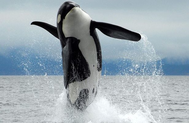 Cowichan Bay Half Day Whale & Wildlife Adventure