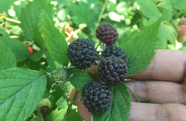 Talking Trees: Stanley Park Indigenous Walking Tour Led by a First Nations Guide