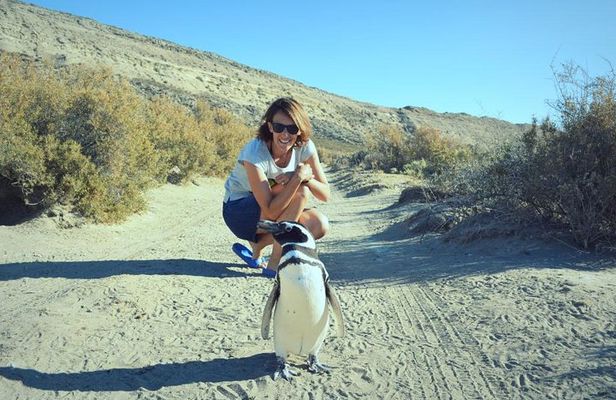 Patagonia Ranch and El Pedral Penguin Colony Tour from Puerto Madryn