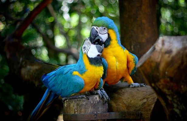 Iguazu Falls Brazilian Side & Bird Park from Puerto Iguazu