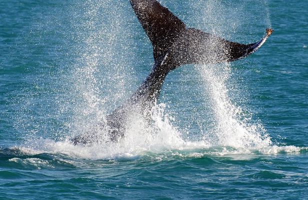 2 Hour Whale-Watching Cruise from Hillarys Boat Harbour