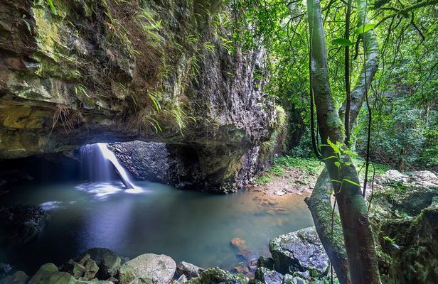 Springbrook andTamborine Rainforest Tour Incl Natural Bridge and Glow Worm Cave