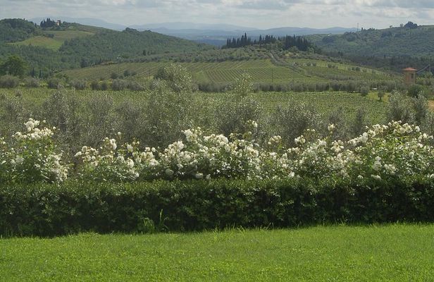 Discover Chianti Through its Wines
