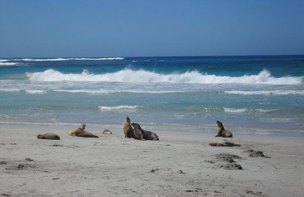 Kangaroo Island in a Day Tour from Adelaide