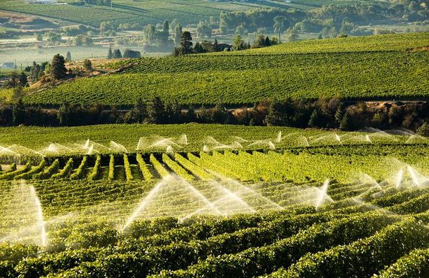 West Kelowna Wine Tour - Classic - 6 Wineries
