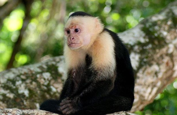 11-Day Tour San Jose: Tortuguero,Arenal,Monteverde,Manuel Antonio