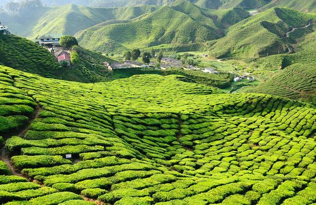 3-Night Cameron Highlands and Penang Tour from Kuala Lumpur