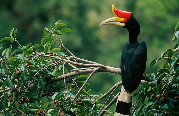 2-Night Danum Valley Borneo Rainforest Lodge Hiking and Wildlife Adventure