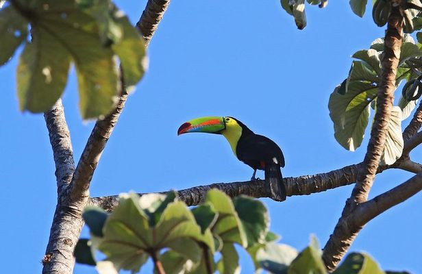 Bird Watching Tour Arenal Mundo Aventura