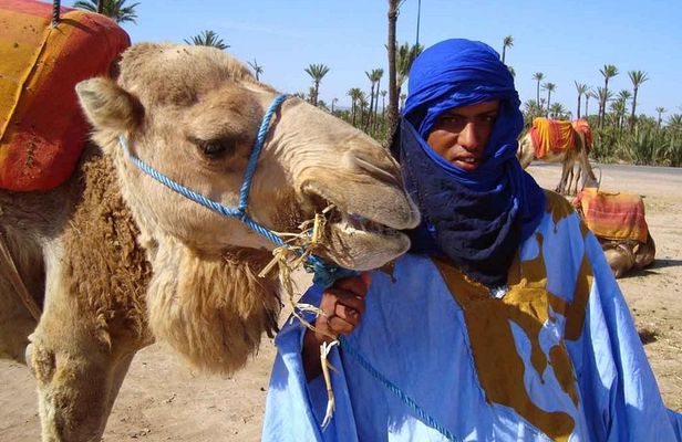 Camel Ride in the Palm Grove of Marrakech