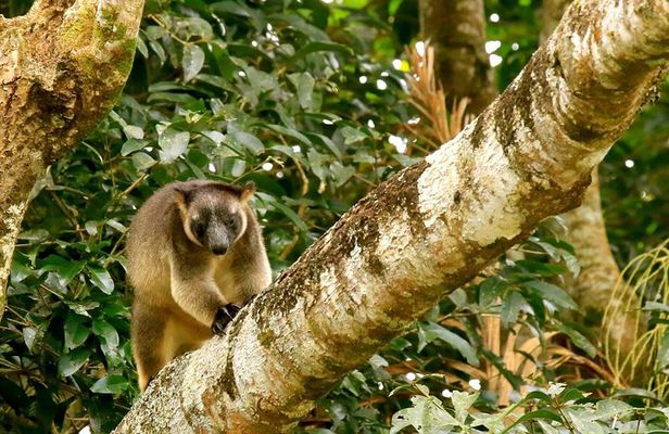 Blue Adventures Private Wildlife & Rainforest Safari Port Douglas