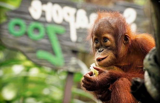 Ipoh Day Tour with Orang Utan Island Visit