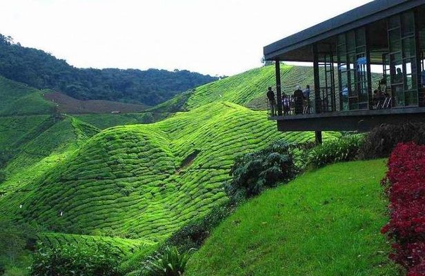 Cameron Highland Day Tour from Kuala Lumpur