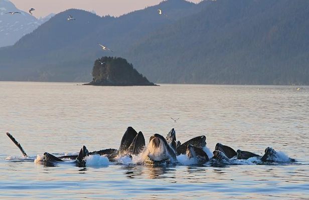 Ultimate Juneau Whale Watch Plus Mendenhall Glacier Photo Stop
