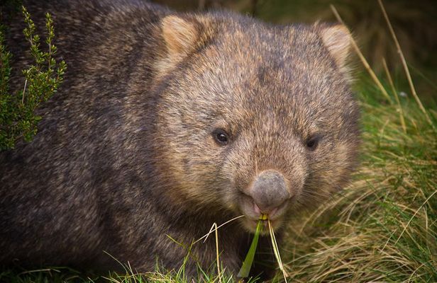 Cradle Mountain Wildlife Spotting after Dark