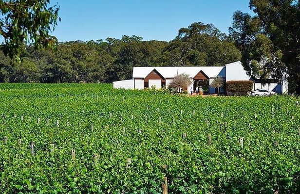 Upper Reach Winery: Swan Valley Winery and Vineyard Tour