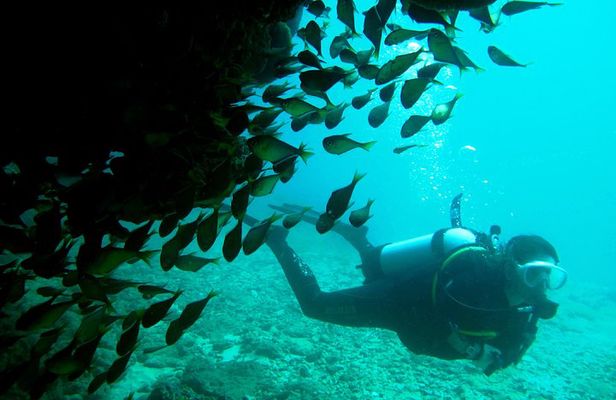 Scuba Dive Ningaloo Reef