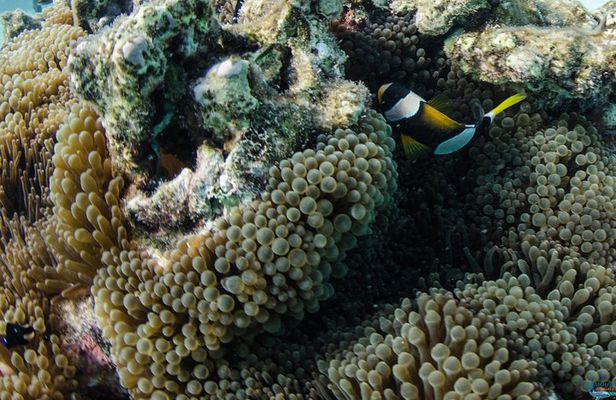 Muiron Island Diving Tour