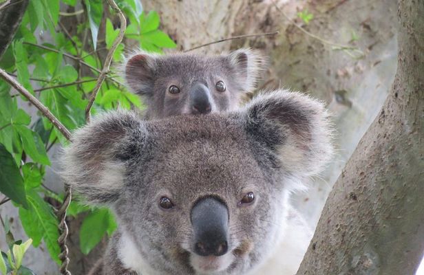 Byron Bay Wildlife Safari
