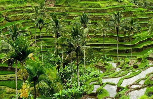 Full Day Exploring UBUD and Rice Terrace