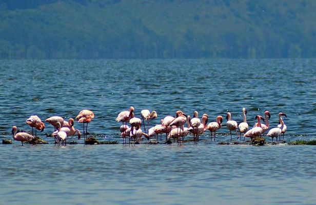 Day Tour To Lake Nakuru Park With Optional Boat Ride on Lake Naivasha