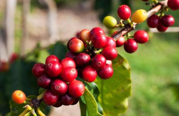 Jardin Private Day Trip: Colombian Coffee Tour from Medellin