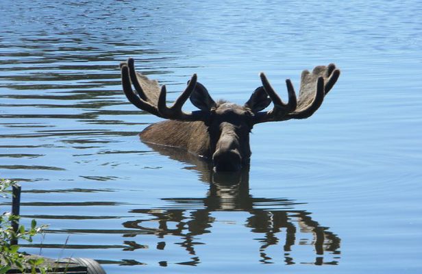 Seward to Anchorage Cruise Transfer and Private Tour