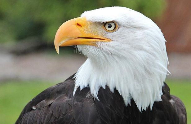 PREMIUM Sitka Scenic Tour