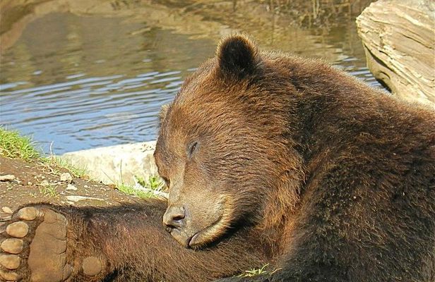 Sitka Sightseeing Tour including Fortress of the Bear and Totem Poles