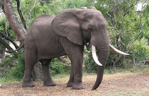 Sunset Cruise ,Chobe Safari Full Day , Airport Transfers Combo 3