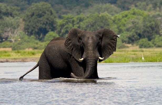 Chobe Full Day Safari Trip