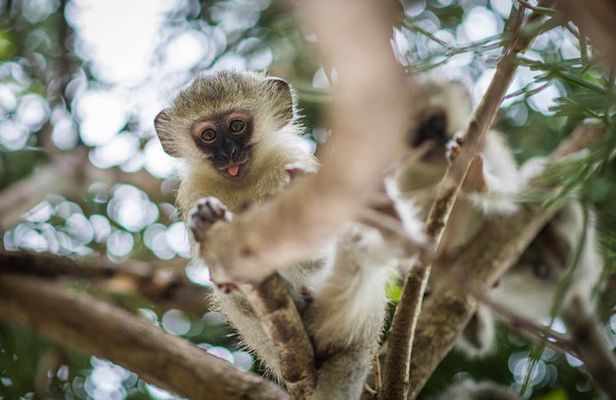 3 Day Classic Kruger National Park Safari