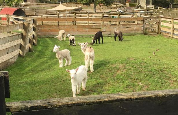 Sheep World Country Tour from Auckland